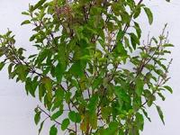 थंडीतही तुळस राहील हिरवीगार, टवटवीत! कुंडीजवळ करा हे '८' घरगुती उपाय, रोपटे सुकणार नाही... - Marathi News | home remedies to save tulsi plant in winter how to protect tulsi plant in winter prevent tulsi plant from drying in winter | Latest sakhi Photos at Lokmat.com