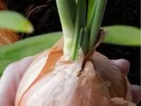 उन्हाळ्यात कांदा महिनाभर टिकवण्याचे सिक्रेट! उकाड्यातही कांदा राहील फ्रेश - सडणार नाही आणि कोंबही फुटणार नाही... - Marathi News | how to store onions to prevent sprouting in summer simple ways to stop onion spoilage in hot climate | Latest sakhi Photos at Lokmat.com