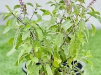 हिवाळ्यात तुळस लवकर सुकते, मलून दिसते? ५ उपाय- तुळस डेरेदार भरगच्च होईल - Marathi News | 5 tips for the growth of tulasi plant in winter, how to take care of tulsi plant in winter | Latest sakhi Photos at Lokmat.com