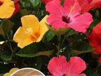 Gardening Tips : चिमूटभर बेकिंग सोड्याचे ५ खास उपयोग, बागेतली प्रत्येक कुंडी बहरुन जाईल फुलांनी - Marathi News | 5 uses of baking soda for plants, how to use baking soda for plants growth? | Latest sakhi Photos at Lokmat.com