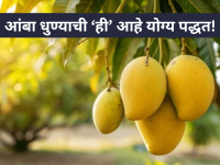 Mango Wash Tips: आंबा धुण्याची 'ही' आहे योग्य पद्धत; रसायने आणि उष्णतेचा धोका होईल दूर! - Marathi News | This is the correct way to wash mangoes; the risk of chemicals and heat will be eliminated! | Latest food Photos at Lokmat.com