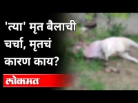 'त्या' मृत बैलाची चर्चा, मृत्यूचं कारण काय? Bull Murder In The QuarrelOf Man's | Satara | Maharashtra