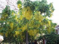 भर उन्हाळ्यात फुललेले कोल्हापूरातील नेत्रसुखद वृक्ष दर्शन - Marathi News | Filled in the summer, there is the eye-candy tree in Kolhapur | Latest kolhapur Photos at Lokmat.com