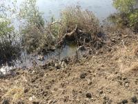 खारफुटी नष्ट केल्या प्रकरणी ९ जणांविरोधात गुन्हा दाखल - Marathi News | FIR filed against 9 people in mishap | Latest thane Photos at Lokmat.com