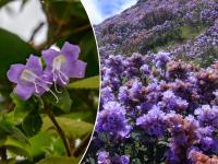 Neelakurinji Flowers : तब्बल 12 वर्षांनी फुलली नीलकुरिंजी! - Marathi News | neelakurinji flowers strobilanthes kunthiana bloom once in 12 years idukki kerala | Latest jarahatke Photos at Lokmat.com