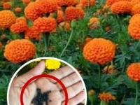 झेंडूच्या रोपाला ‘या’ दोन गोष्टींचं खत घाला, दिवाळीपर्यंत पिवळ्या फुलांनी बहरेल झेंडू... - Marathi News | Increase marigold plant growth faster & get more genda flower how to grow marigold plant faster at home how to increase flowering in genda plant best fertilizer for marigold plants | Latest sakhi Photos at Lokmat.com