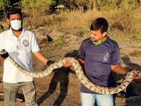 ६ फुट अजगर अन् २ फुटी डुरक्या घोणस मानवी वस्तीत, स्वयंसेवकांनी केली सुटका - Marathi News | Volunteers rescue 6-foot dragon and 2-foot durka in a human settlement | Latest thane Photos at Lokmat.com