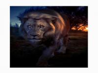 आया रे राजा लोगो रे लोगो...! सिंहाचा 'हा' फोटो होतोय भलताच व्हायरल, पाहुन उडेल थरकाप - Marathi News | Aaya re raja logo re logo ...! This photo of a lion is going viral, it will make you tremble | Latest jarahatke Photos at Lokmat.com