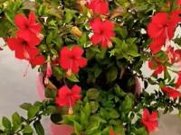 महिन्यातून फक्त एकदा १ बटाटा घ्या, ‘हा’ उपाय करा! बागेतील प्रत्येक रोप फुलांनी डवरेल - Marathi News | best home made fertilizer for flowering plants, use of potato for getting maximum plants from flower | Latest sakhi Photos at Lokmat.com