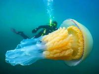 माणसाच्या आकाराची सर्वात मोठी जेलीफिश कॅमेरात कैद! - Marathi News | Capture in the size of the largest jellyfish in man's size | Latest international Photos at Lokmat.com
