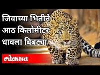 जिवाच्या भितीने आठ किलोमीटर धावला बिबट्या | Leopard on Road | Nagpur News