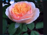 Juliet Rose : १५ वर्षांच्या अथक प्रयत्नांनंतर फुललं जगातील सर्वांत महागडं गुलाब, किंमत फक्त ११२ कोटी रुपये, अशी आहेत खास वैशिष्ट्ये - Marathi News | Juliet Rose: After 15 years of untiring efforts, the world's most expensive rose has blossomed, costing Rs 112 crore. | Latest international Photos at Lokmat.com