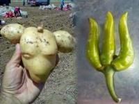 पोपट, बदक, बकरी; भाज्या आहेत की मस्करी? - Marathi News | Pictures of fruitsand vegetables that you never have thought | Latest jarahatke Photos at Lokmat.com