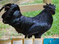 कोरोना ने बढ़ाई कड़कनाथ की डिमांड, 850 रुपये में बिक रहा है - | coronavirus kadaknath murga price demand of kadaknath black chicken increased madhya pradesh | Latest weird Photos at Lokmatnews.in