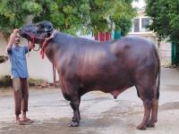 ड्रायफ्रूट खाणारा 'गोलू २' रेडा; दरवर्षी मालकाला करून देतो २५ लाखांची कमाई - Marathi News | Golu 2 Buffalo Eating Dry Fruits Price 10 Crores, Earning 25 lakhs to the owner every year | Latest jarahatke Photos at Lokmat.com