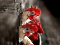 कर्नाटकात 'बर्ड फ्लू'चा शिरकाव! बेंगळुरूमधील पोल्ट्री फार्ममध्ये H5N1 विषाणूचा प्रादुर्भाव; हजारो कोंबड्यांना पुरले - Marathi News | Bird flu in Karnataka 2026: 'Bird flu' enters Karnataka! H5N1 virus outbreak in poultry farm in Bengaluru; Thousands of chickens buried | Latest national News at Lokmat.com