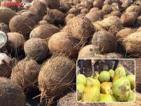 नारळाच्या झाडांवर संकट! हवामान बदलामुळे गगनाला भिडले दर, केरळचे पारंपरिक उत्पन्न संकटात - Marathi News | Kerala Faces Coconut Crisis Falling Production and Pests Threaten State Identity and Economy | Latest national Photos at Lokmat.com