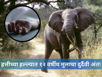 Elephant Attack: स्कूटरवरून खेचलं, सोंडेनं उचलून जमिनीवर आपटलं, मग...; हत्तीच्या हल्ल्यात मुलगा ठार - Marathi News | Uttarakhand Elephant Attack News: 12 Year Old boy killed in wild elephant attack in Dehradun | Latest uttarakhand News at Lokmat.com