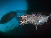 अंडरवॉटर फोटोग्राफीचा नजारा, एकदा बघाल बघतच रहाल.... - Marathi News | Pictures of underwater photographer of the year award 2020 myb | Latest travel Photos at Lokmat.com
