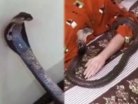 पतीनं घरात गुपचूप कोब्रा आणला, त्याला भडकवलं; डमी टेस्टनं खुनाचं रहस्य उलगडलं - Marathi News | Kerala Uthra murder case unique dummy test cobra bite police | Latest crime Photos at Lokmat.com