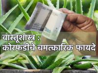 Vastu Shastra: कोरफड फक्त त्वचाच नाही तर भाग्यही उजळते; जाणून घ्या तिचा सुयोग्य वापर! - Marathi News | Vastu Shastra: Aloe brightens not only skin but also fortune; Learn its proper use! | Latest bhakti Photos at Lokmat.com