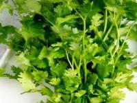 कोथिंबीर लवकर सडते - पाने पिवळी पडतात? सोपी ट्रिक, आठवडाभर फ्रीजशिवाय राहिल ताजी-हिरवीगार - Marathi News | How to keep coriander leaves fresh and green for a week without refrigerator Best home tricks to prevent coriander Tips to make coriander leaves last longer | Latest sakhi Photos at Lokmat.com