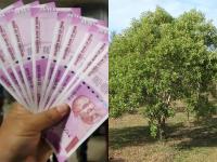 जबरदस्त नफा देणारा उद्योग! एका झाडापासून मिळू शकतात तब्बल 6 लाख रुपये, जाणून घ्या Business Idea - Marathi News | Business Idea A business sandalwood cultivation know the details how to start chandan farming business | Latest business Photos at Lokmat.com