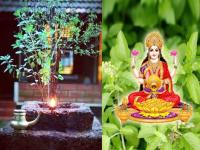 २०२६ च्या पहिल्याच दिवशी ‘हा’ उपाय नक्की करा, घरावरील अशुभ नजर टळेल; वर्षभर शुभ-लाभच होईल! - Marathi News | vastu tips be sure to do tulsi 5 upay on first day of new year 2026 evil eye on the house will be averted and there will be good fortune and benefits throughout the year | Latest bhakti Photos at Lokmat.com २०२६ च्या पहिल्याच दिवशी ‘हा’ उपाय नक्की करा, घरावरील अशुभ नजर टळेल; वर्षभर शुभ-लाभच होईल! - Marathi News | vastu tips be sure to do tulsi 5 upay on first day of new year 2026 evil eye on the house will be averted and there will be good fortune and benefits throughout the year | Latest bhakti Photos at Lokmat.com