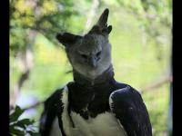 अरे बाप रे बाप...इतका मोठा पक्षी बघून लोकांना वाटलं माणूसच पक्ष्याचा ड्रेस घालून बसला की काय! - Marathi News | Meet The Harpy Eagle, A Bird So Big, Some People Think It’s A Person In A Costume | Latest social-viral Photos at Lokmat.com