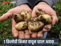 जगातले सगळ्यात महाग बटाटे, १ किलोची किंमत वाचून बसेल धक्का! - Marathi News | World's most expensive potato, price will shock you | Latest jarahatke Photos at Lokmat.com