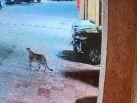 Leopard In Dindoshi : दिंडोशीत बिबट्याची दहशत! रहिवाशांमध्ये पसरले भीतीचे वातावरण - Marathi News | Leopard terror in Dindoshi! An atmosphere of fear has spread among the residents | Latest mumbai News at Lokmat.com Leopard In Dindoshi : दिंडोशीत बिबट्याची दहशत! रहिवाशांमध्ये पसरले भीतीचे वातावरण - Marathi News | Leopard terror in Dindoshi! An atmosphere of fear has spread among the residents | Latest mumbai News at Lokmat.com