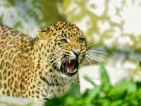 दिंडोरीत काळाचा क्रूर घाला! बिबट्याने उचलून नेलेल्या ३ वर्षीय चिमुरडीचा दुर्दैवी अंत; परिसरात शोककळा - Marathi News | Time's cruel attack in Dindori! The tragic end of a 3-year-old girl carried away by a leopard; The area is in mourning | Latest nagpur News at Lokmat.com