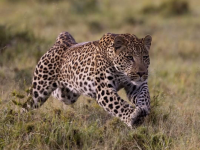 Leopard Attack: कसारा-कळभोंडेत बिबट्याच्या हल्ल्यात ८ वर्षांच्या मुलाचा मृत्यू - Marathi News | Leopard Attack: 8-year-old boy dies in leopard attack in Kasara-Kalbhonde | Latest maharashtra News at Lokmat.com