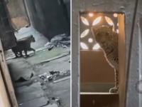 भाईंदरमध्ये ७ जणांना जखमी करणारा बिबट्या आठ तासांनी जेरबंद; घरात शिरून धुमाकूळ; पकडल्यानंतर जीव भांड्यात - Marathi News | Leopard that injured 7 people in Bhayander captured after eight hours; entered house and ransacked; life in danger after capture | Latest mumbai News at Lokmat.com