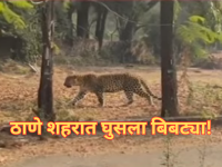 भाईंदरनंतर आता ठाण्यात बिबट्या घुसला, नागरिकांमध्ये दहशत, नेमका कुठे आणि कधी दिसला? - Marathi News | Residents of Thane Pokhran 2 claimed to have spotted leopard roaming inside shut factory premises near Bethany hospital | Latest thane News at Lokmat.com
