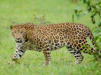 Leopard Attack: नागपुरात बिबट्याची दहशत! पारडी भागात पहाटे चौघांवर हल्ला; रेस्क्यू ऑपरेशन सुरू - Marathi News | Leopard Terror in Nagpur: Four Injured in Attack, Animal Suspected to be Hiding in Building; Rescue Operation Faces Crowd Obstruction | Latest maharashtra News at Lokmat.com