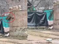 Video: जम्मू-कश्मीरच्या अनंतनागमध्ये बिबट्याचा धुमाकूळ; CRPF कॅम्पमध्ये घुसून जवानावर हल्ला - Marathi News | Jammu and Kashmir: Leopard Strays into CRPF Camp in Anantnag, One Jawaan Injured | Latest national News at Lokmat.com