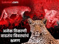 समजा अचानक समोर बिबट्या आलाच तर काय कराल? अशी घ्या खबरदारी - Marathi News | What would you do if a leopard suddenly appeared in front of you? Take these precautions bibtya news | Latest maharashtra Photos at Lokmat.com
