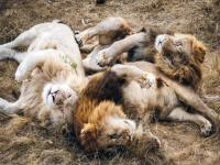 धक्कादायक! अखेर ७ सिंहांना मृत्यूदंडाची शिक्षा; 'जंगलाच्या राजा'ला मारण्याची तयारी कोण करतंय? - Marathi News | Kamo Wildlife Sanctuary in northern New Zealand to euthanize 7 lions due financial crisis | Latest international Photos at Lokmat.com धक्कादायक! अखेर ७ सिंहांना मृत्यूदंडाची शिक्षा; 'जंगलाच्या राजा'ला मारण्याची तयारी कोण करतंय? - Marathi News | Kamo Wildlife Sanctuary in northern New Zealand to euthanize 7 lions due financial crisis | Latest international Photos at Lokmat.com