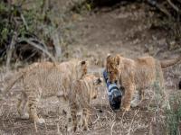 जेव्हा सिंहीण फोटोग्राफर होते... - Marathi News | When lionesses were photographers ... | Latest jarahatke Photos at Lokmat.com