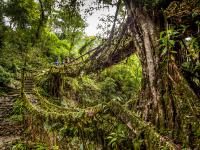 झाडांच्या मुळांपासून बनविलेले पूल - Marathi News | The bridge made from tree roots in Meghalaya | Latest jarahatke Photos at Lokmat.com