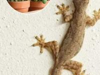 स्वयंपाकघरात पाली फिरतात- भीती वाटते? खिडकीत ठेवा 'ही' ५ जादूई रोपं, पाली जातील पळून- पुन्हा फिरकणारही नाहीत - Marathi News | How to get rid of lizards in kitchen naturally Best plants to keep lizards away indoor plant in home 5 magic plants to repel lizards Non-toxic way to remove lizards | Latest sakhi Photos at Lokmat.com