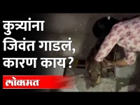 कुत्र्याच्या जिवंत पिल्लांना भिंतीत का गाडलं? Dog Rescued From Borivali | Mumbai | Maharashtra News
