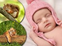 खा...प्या... आणि फक्त झोपा... 'हे' जगातील सर्वात जास्त झोपा काढणारे प्राणी! - Marathi News | Top 10 longest sleeping animals of world | Latest jarahatke Photos at Lokmat.com