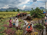 आजचा अग्रलेख: हे नुकसान कसे मोजणार? - Marathi News | The Crisis of Unseasonal Rain and Volatile Markets: A Growing Challenge for Maharashtras Farmers | Latest editorial News at Lokmat.com