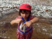 मालवणात सापडली बंपर तारली, पर्यटकांसह, स्थानिकांची पाहण्यासाठी गर्दी - Marathi News | The crowd gathered in the Malwanchar, bumpers, tourists and tourists | Latest sindhudurga Photos at Lokmat.com