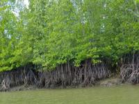 वर्सोवा-भाईंदर कोस्टल प्रकल्पासाठी ४५ हजार खारफुटी तोडणार; हायकोर्टाचा हिरवा झेंडा - Marathi News | 45,000 mangroves to be cut for Versova-Bhayander coastal project; High Court gives green signal | Latest mumbai News at Lokmat.com वर्सोवा-भाईंदर कोस्टल प्रकल्पासाठी ४५ हजार खारफुटी तोडणार; हायकोर्टाचा हिरवा झेंडा - Marathi News | 45,000 mangroves to be cut for Versova-Bhayander coastal project; High Court gives green signal | Latest mumbai News at Lokmat.com