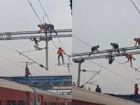 WWE नाही मनमाडच्या स्थानकावरील Video! अंगावर शहारे येतील, रेल्वेच्या ओव्हरहेड इलेक्ट्रिक खांबावर चढला माथेफिरू  - Marathi News | No WWE Video from Nashik Manmad Railway station! High voltage drama at Manmad Railway Station: Man climbs overhead electric pole | Latest nashik News at Lokmat.com