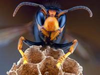 कोरोनानंतर अमेरिकेवर आता जीवघेण्या 'मर्डर हार्नेट्स'ची दहशत, घेऊ शकतो अनेकांचा बळी - Marathi News | CoronaVirus Marathi News : world largest murder hornets spotted in america | Latest international Photos at Lokmat.com