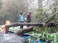 मुसळधार पावसामुळे कुठे घरावर झाड कोसळले तर, कुठे शेती पिकांचे नुकसान झाले - Marathi News | Where the tree collapses in the house due to heavy rain, where is the harvest of agricultural crops | Latest maharashtra Photos at Lokmat.com